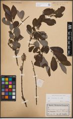 Foto von Salix cinerea L.